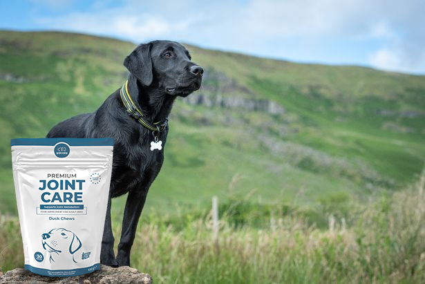 Schwarzer Labrador steht auf einer grünen Wiese. Links auf dem Bild ist eine Packung Premium Joint Care zu sehen