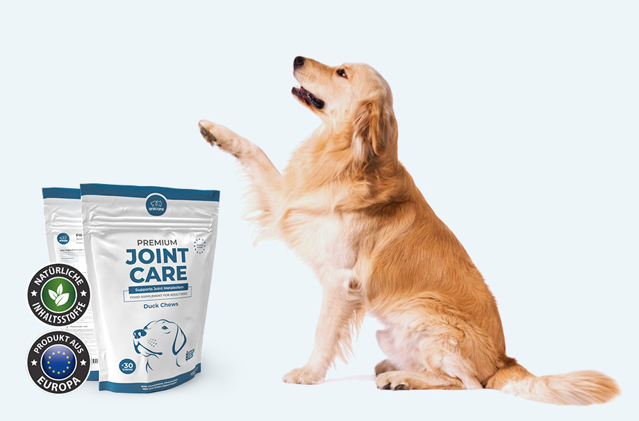 Golden Retriever seitwärts zu sehen vor hellem Hintergrund, hebt seine rechte Pfote. Daneben eine Packung Premium Joint Care von Anicare