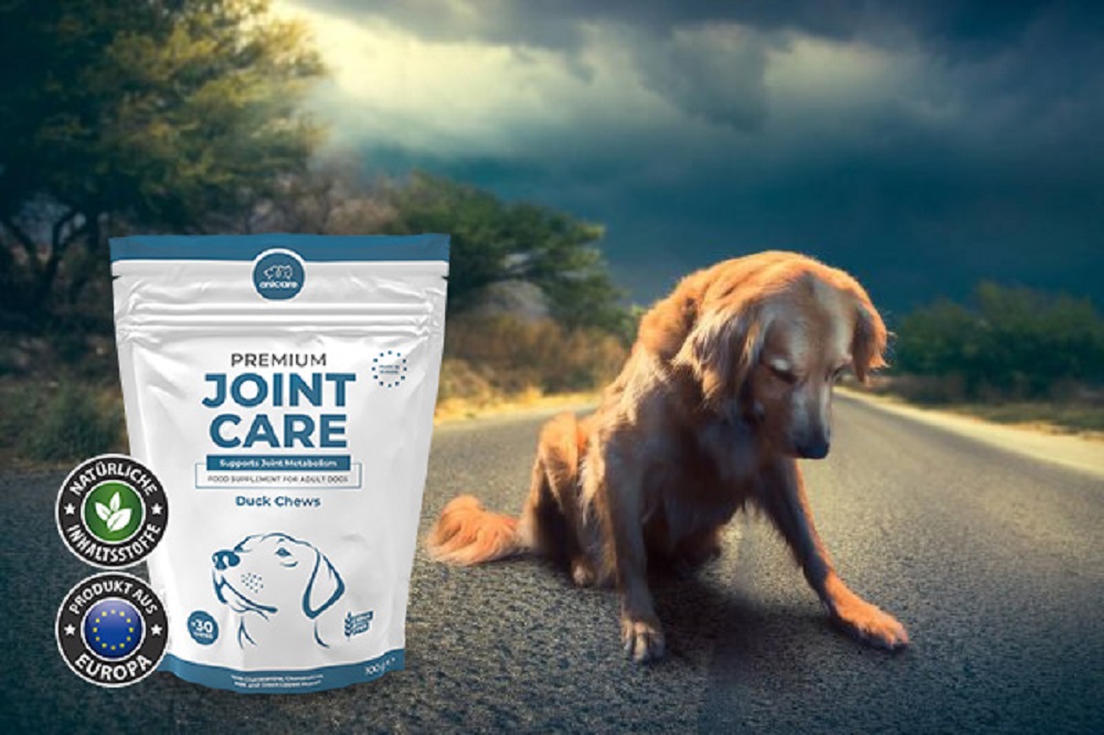 Golden Retriever sitzt auf Straße, Wolken über ihm dunkel, er schaut traurig nach unten. Links daneben steht eine Packung Premium Joint Care von Anicare